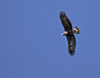 Golden Eagle Immature